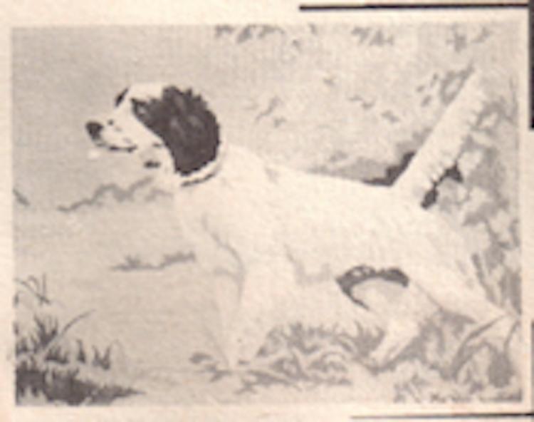 Hunting Dogs (18H4) Paint By Number Museum